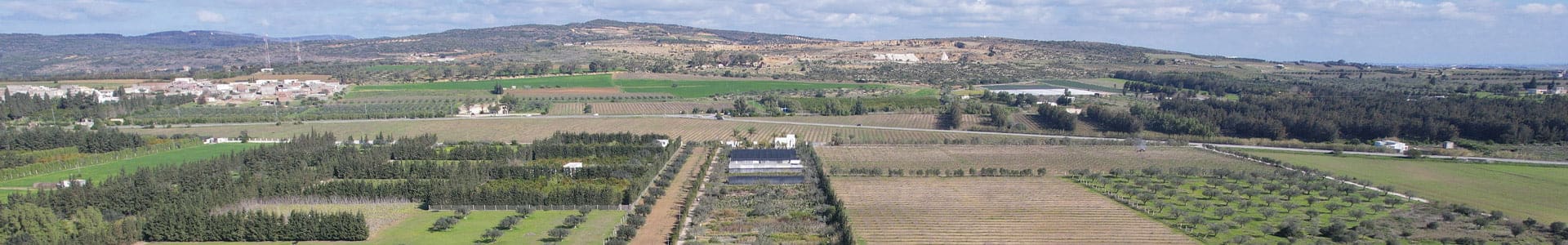 Plantes extérieures Tunisie pour jardins et villas