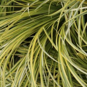 Acorus gramineus ‘Ogon’