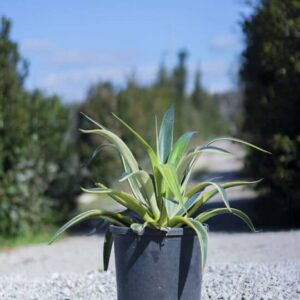 Agave desmetiana’variegata’