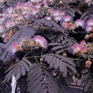 Albizia julibrissin ‘Summer chocolate’