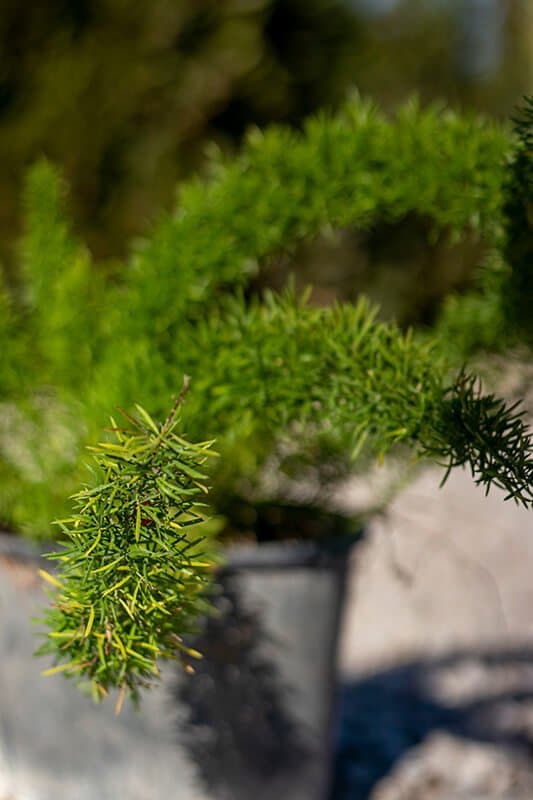 Asparagus meyery