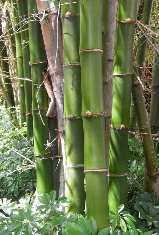 Bambusa vulgaris