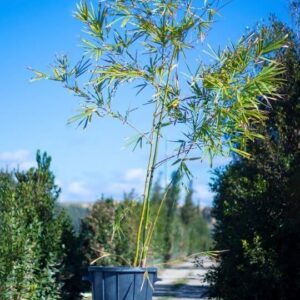Bambusa vulgaris