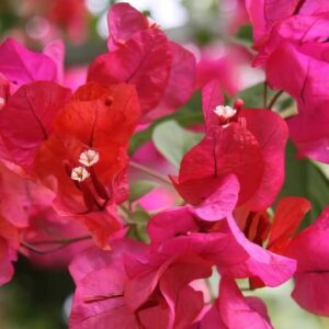 Bougainvillea spectabilis mix