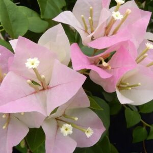 Bougainvillea spectabilis mix