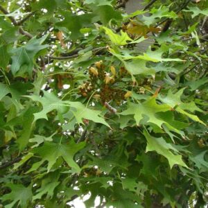 Brachychiton Platanifolia