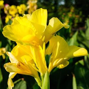 Canna indica
