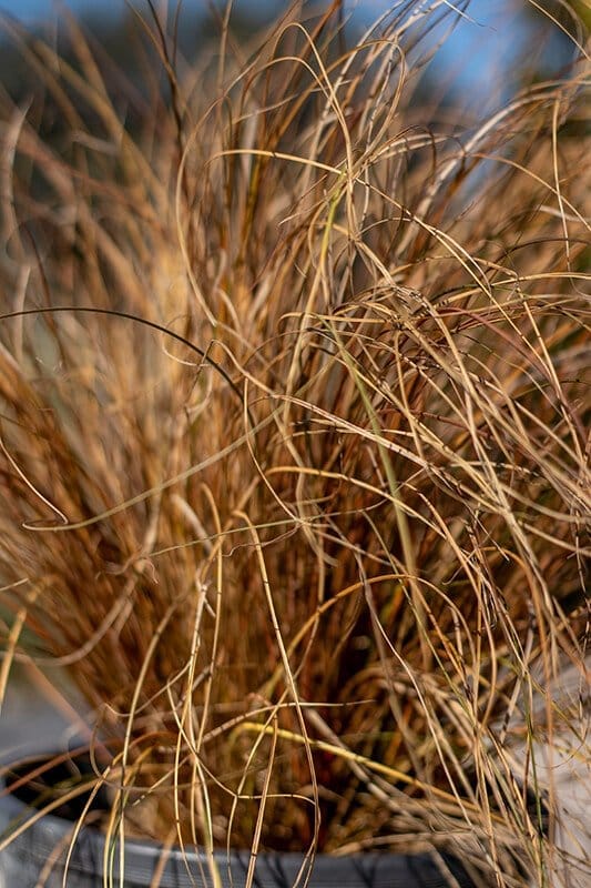 Carex Testacea