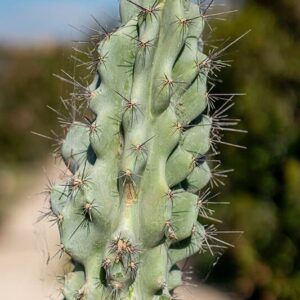 Cereus peruvianus ‘Monstruosus’