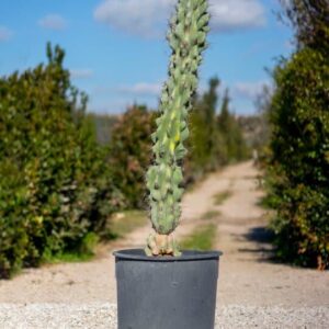 Cereus peruvianus ‘Monstruosus’