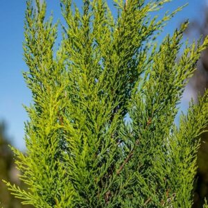 Cupressus macrocarpa ‘Goldcrest’