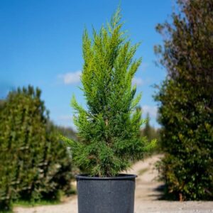 Cupressus macrocarpa ‘Goldcrest’