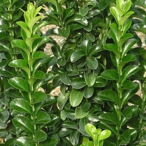 Euonymus japonicus ‘Green spider’