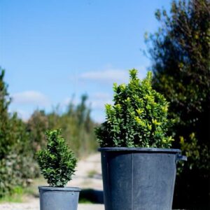 Euonymus japonicus ‘Green spider’