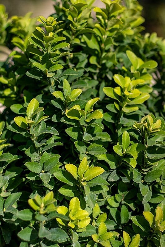 Euonymus japonicus ‘Green spider’
