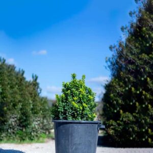 Euonymus japonicus ‘Green spider’