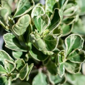 Euonymus japonicus’Kathy’