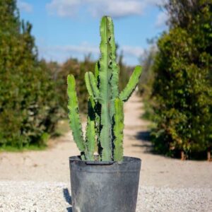 Euphorbia erythraea