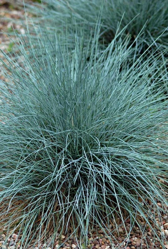 Festuca glauca