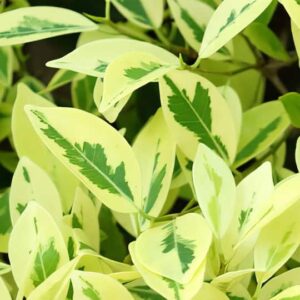 Ficus exsotica