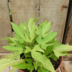 Ipomea batatas