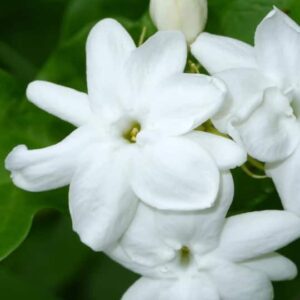 Jasminum sambac