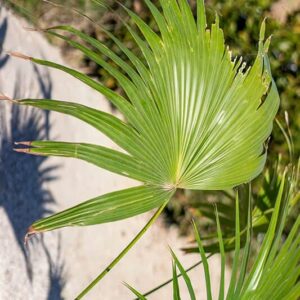 Latania Loddigesii