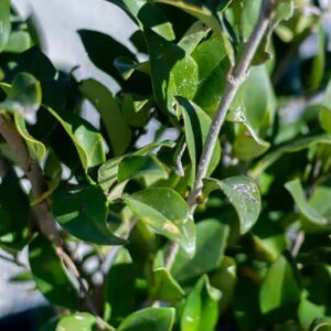 Legustrum japonicum ‘Texanium’