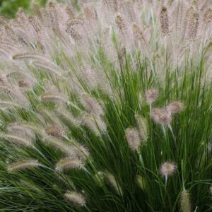 Pennisetum Alopecuroides