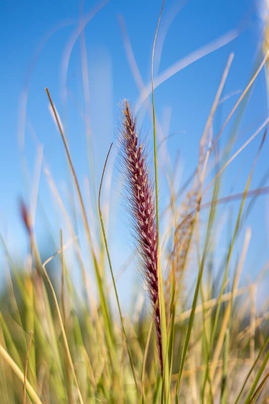 Pennisetum orientalis