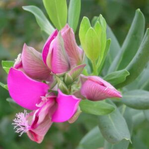 Polygala myrtifolia ‘Grandiflora’