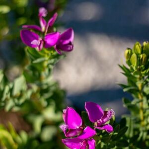 Polygala myrtifolia ‘Grandiflora’