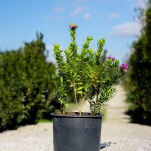 Polygala myrtifolia ‘Grandiflora’