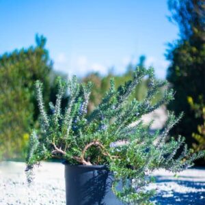Rosmarinus repens