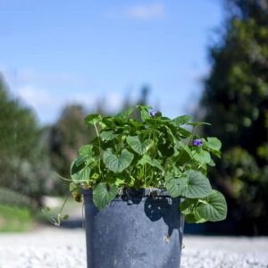 Viola odorata