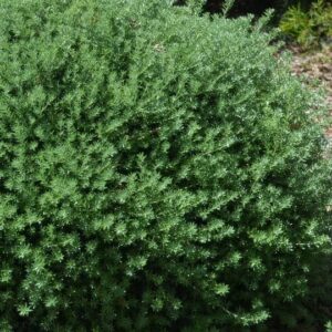 Westringia fruticosa