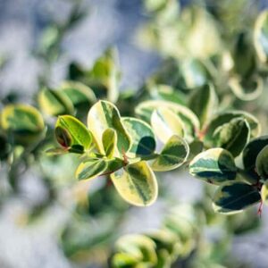 Carissa Macrocarpa ‘variegata’