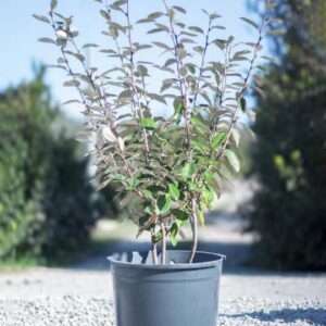 Elaeagnus Ebbingei ‘compacta’
